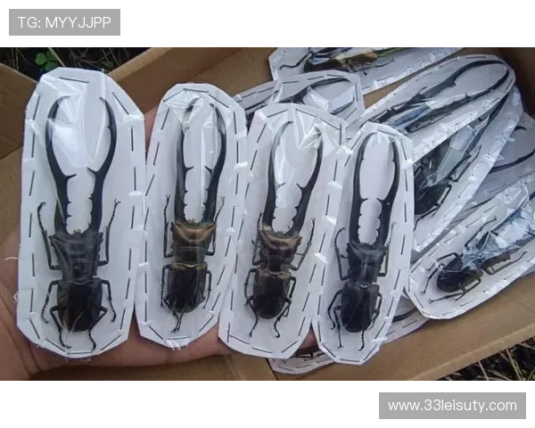 探索澳门的老虎机：多样化设计与独特体验